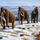 Image for article titled Demand for Ivory Has Spawned a Woolly Mammoth 'Rush’ in Siberia